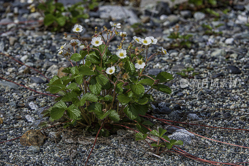 草莓属chiloensis ssp。pacifica，太平洋海滩草莓。冰川湾国家公园;阿拉斯加。蔷薇科。